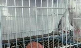 玄凤鹦鹉最新爆料,最新爆料揭示其神秘生活面纱